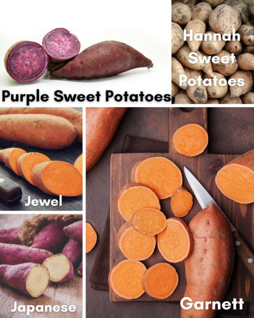 five different types of sweet potatoes. 